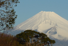P1190669　1月9日 今朝の富士山