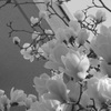P1140164　白いモクレン