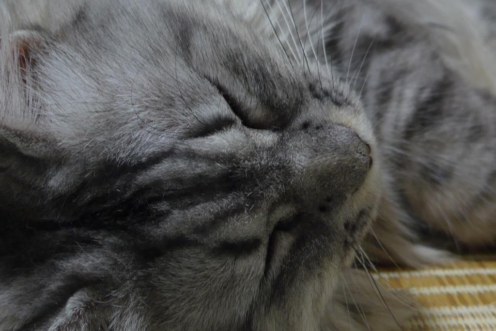 P1110563　ねむりねこ