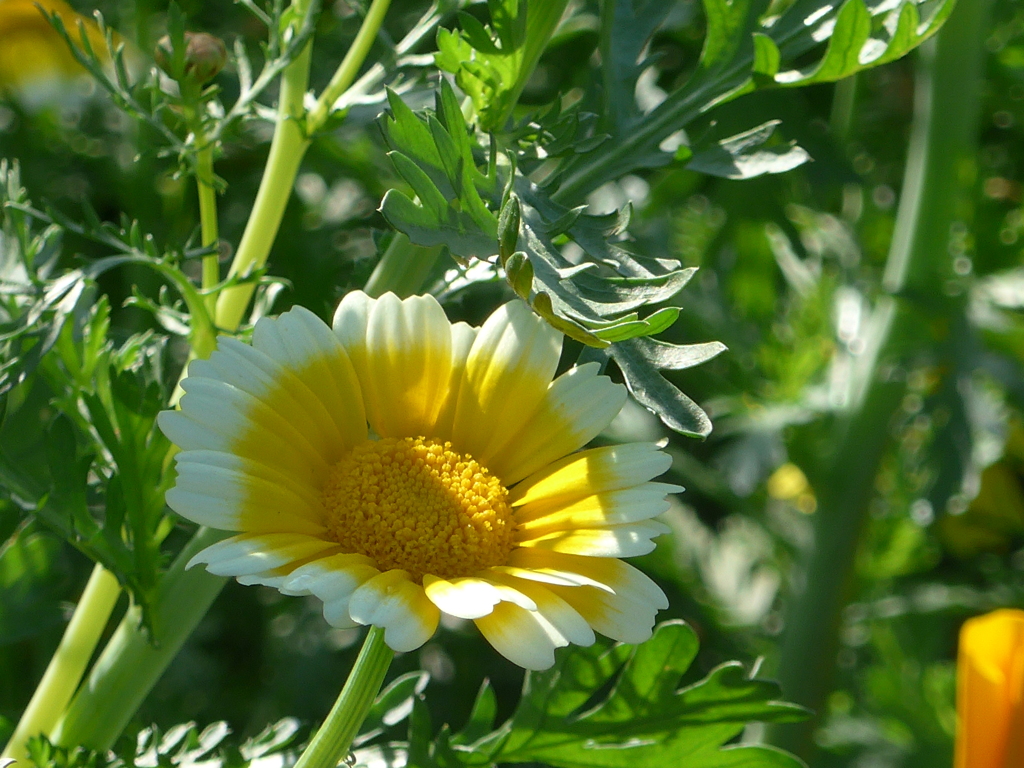 P1150553　春菊