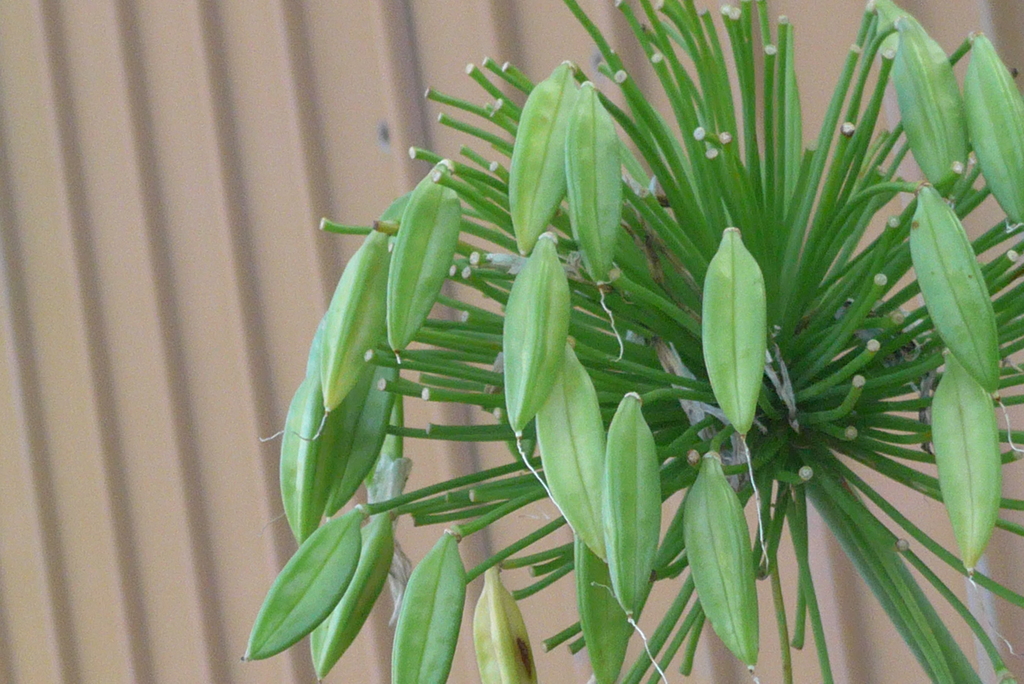 P1310027　アガパンサス