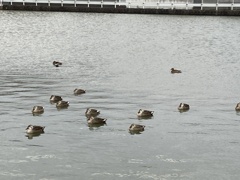 IMG_0358　寒い朝