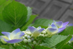 P1090808　あじさい