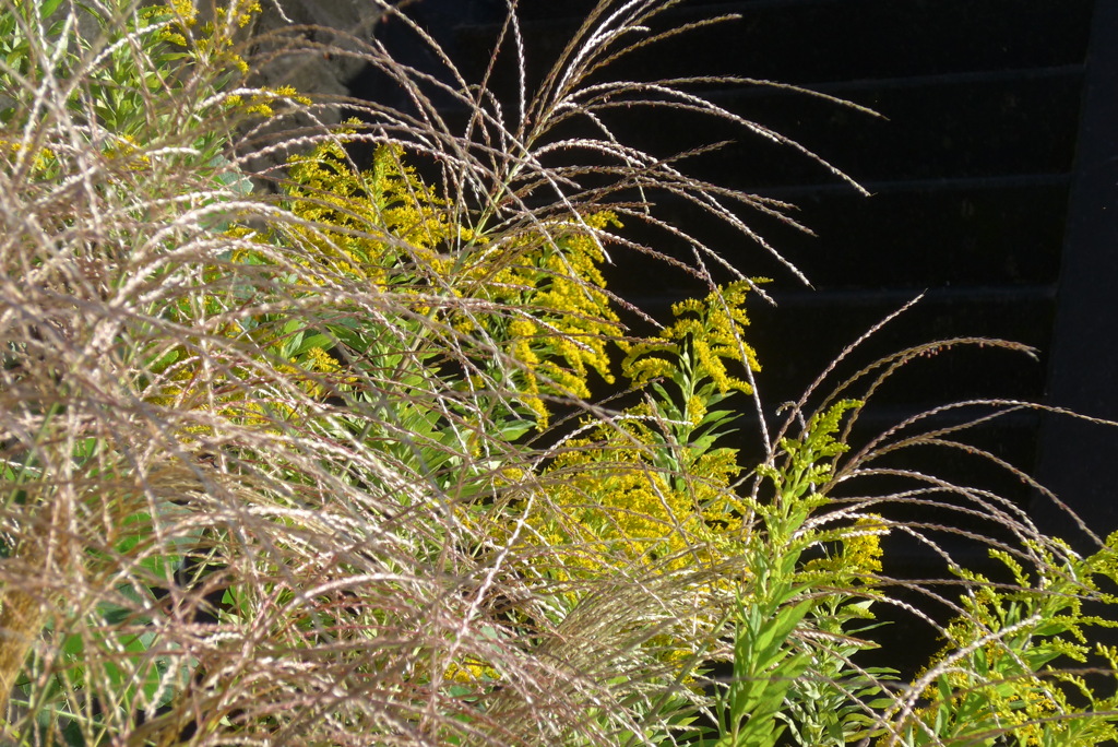 P1390160　秋の野の草