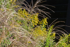 P1390160　秋の野の草