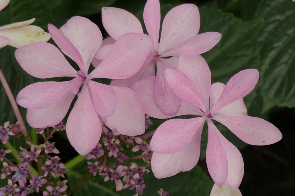 P1023892　可睡ゆりの園にて