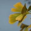 P1034766　イチョウ
