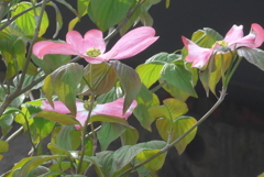 P1220227　ハナミズキ
