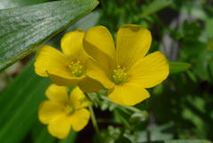 P1080711　野の花
