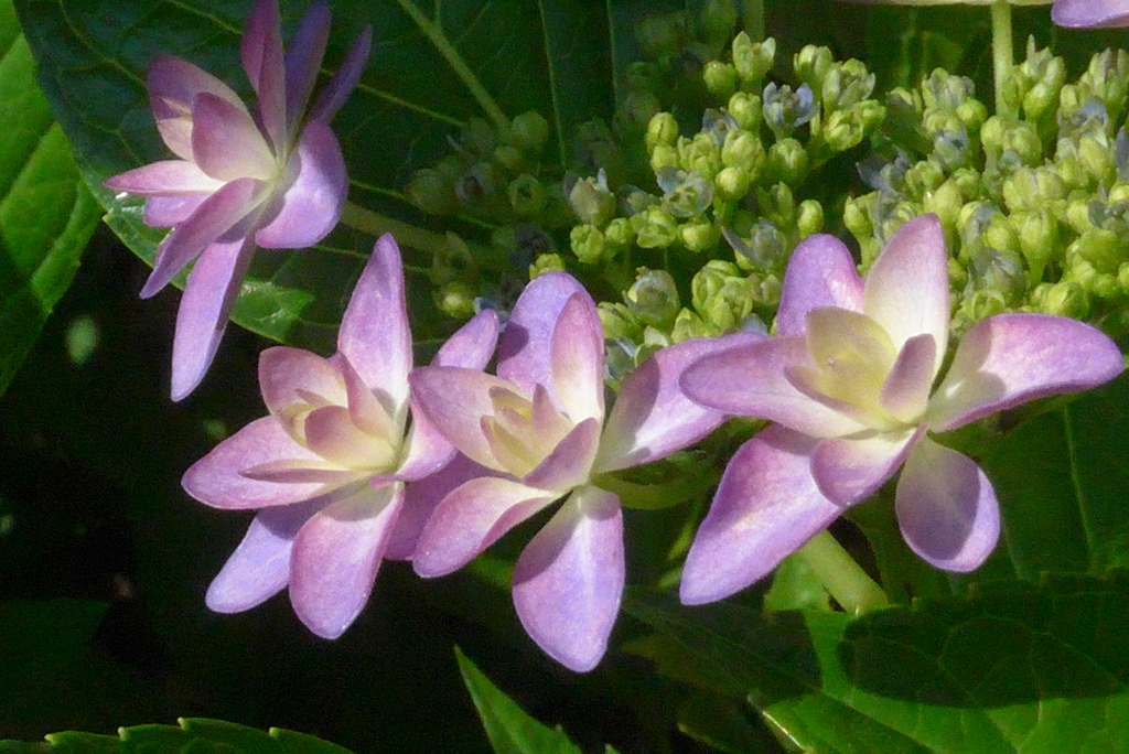 P1220981　あじさい