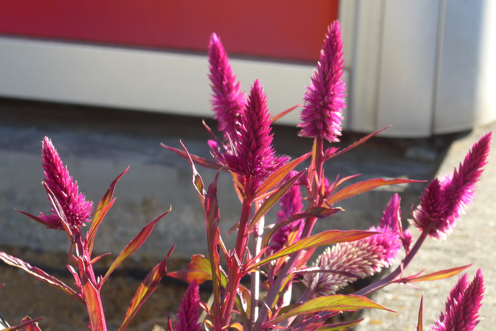 P1280993　残り花