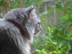 P1150672　窓辺で…