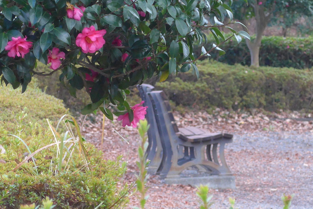 P1280936　いつもの公園で