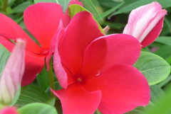 P1110013　かざぐるま♪