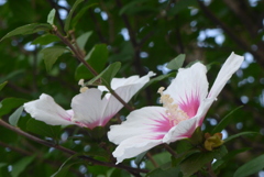 P1310373　木槿
