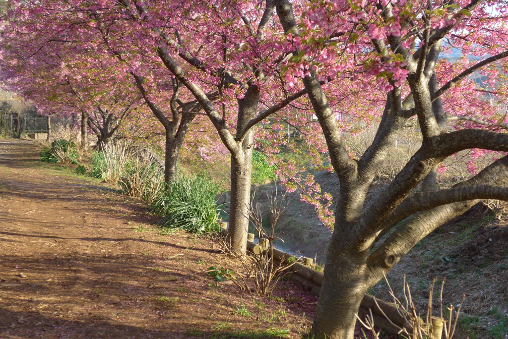 P1200338　桜と川辺の散歩道