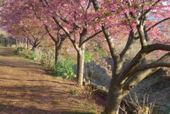 P1200338　桜と川辺の散歩道
