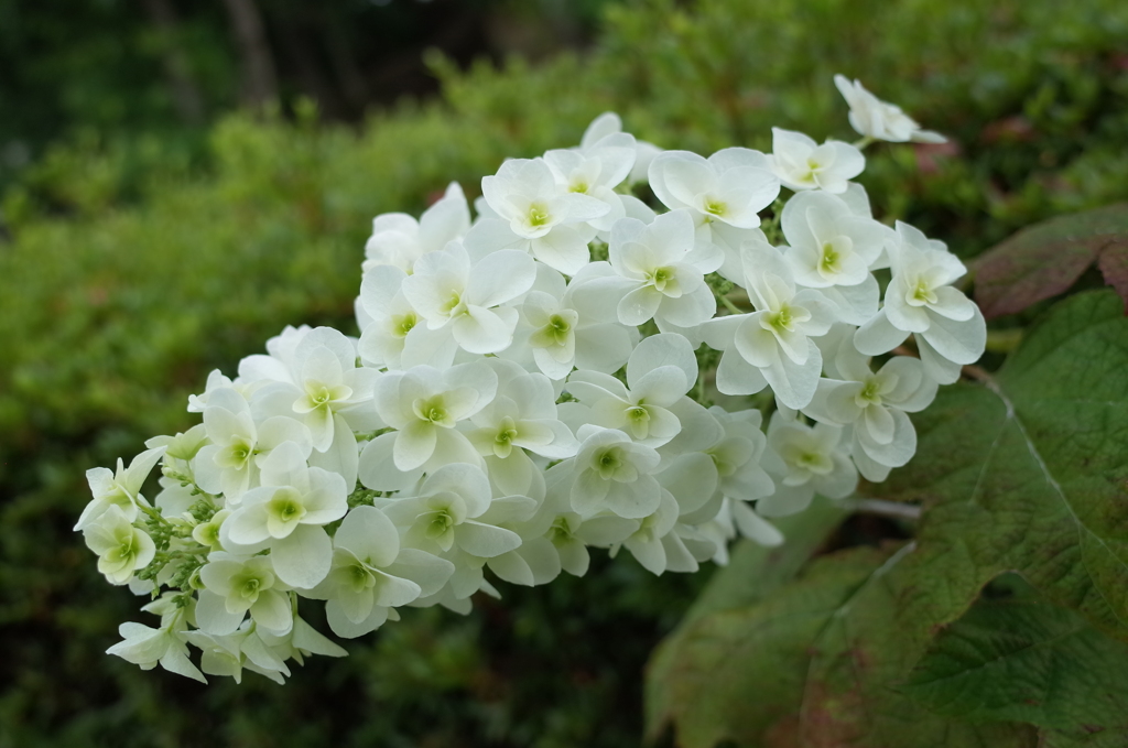 R0353110　カシワバアジサイ