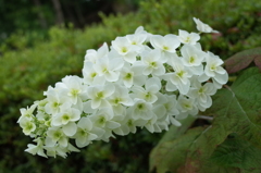 R0353110　カシワバアジサイ