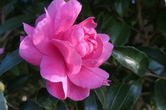 P1069504　山茶花