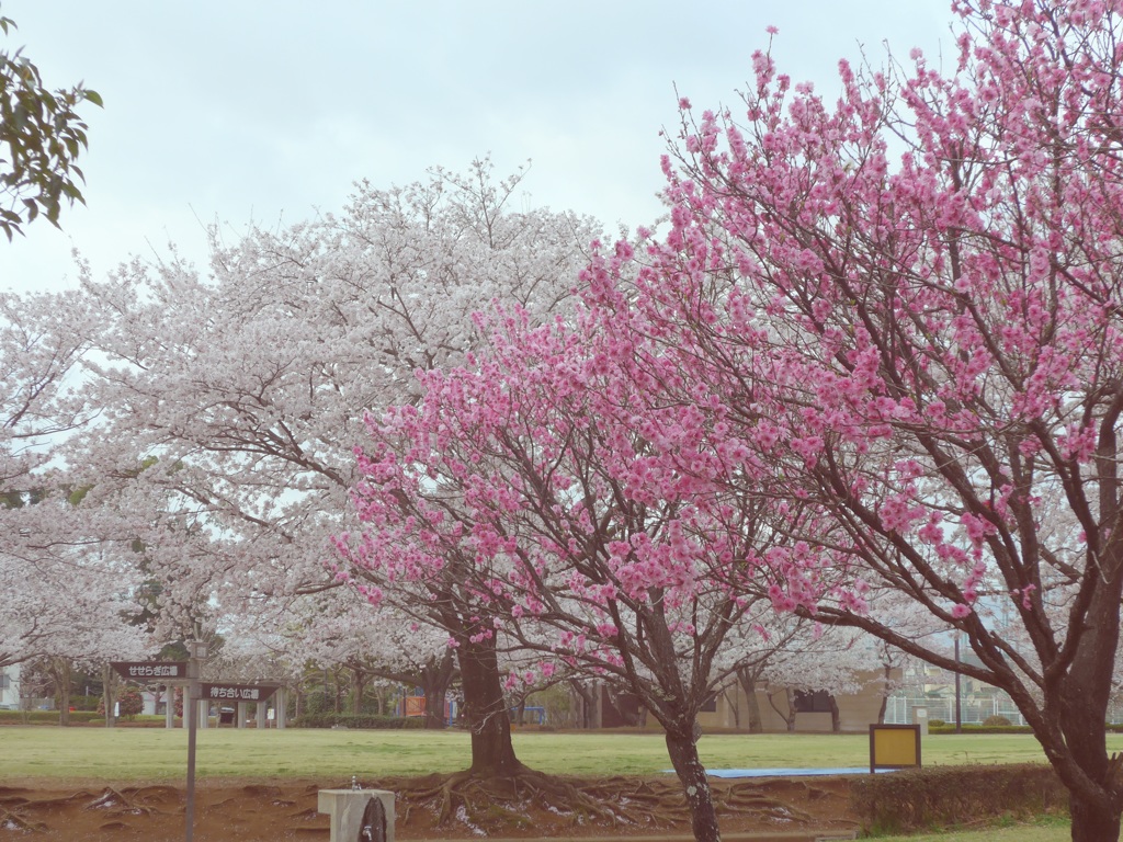 P1080158　桜と花桃