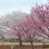 P1080158　桜と花桃