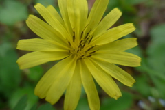 P1300122　元気印