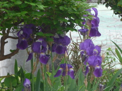 P1140903　涼しげに