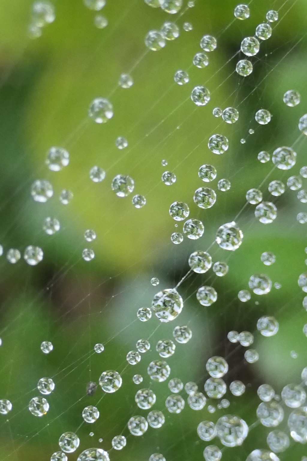 P1080853　蜘蛛の糸と雫