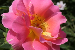 P1057019　横浜イングリッシュガーデンにて