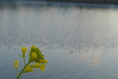 P1260039　池の畔で
