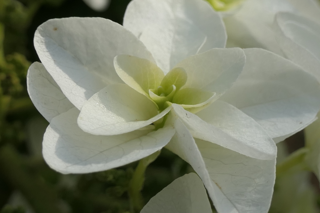 P1012087　柏葉紫陽花