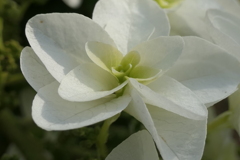 P1012087　柏葉紫陽花