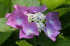 P1080383　紫陽花