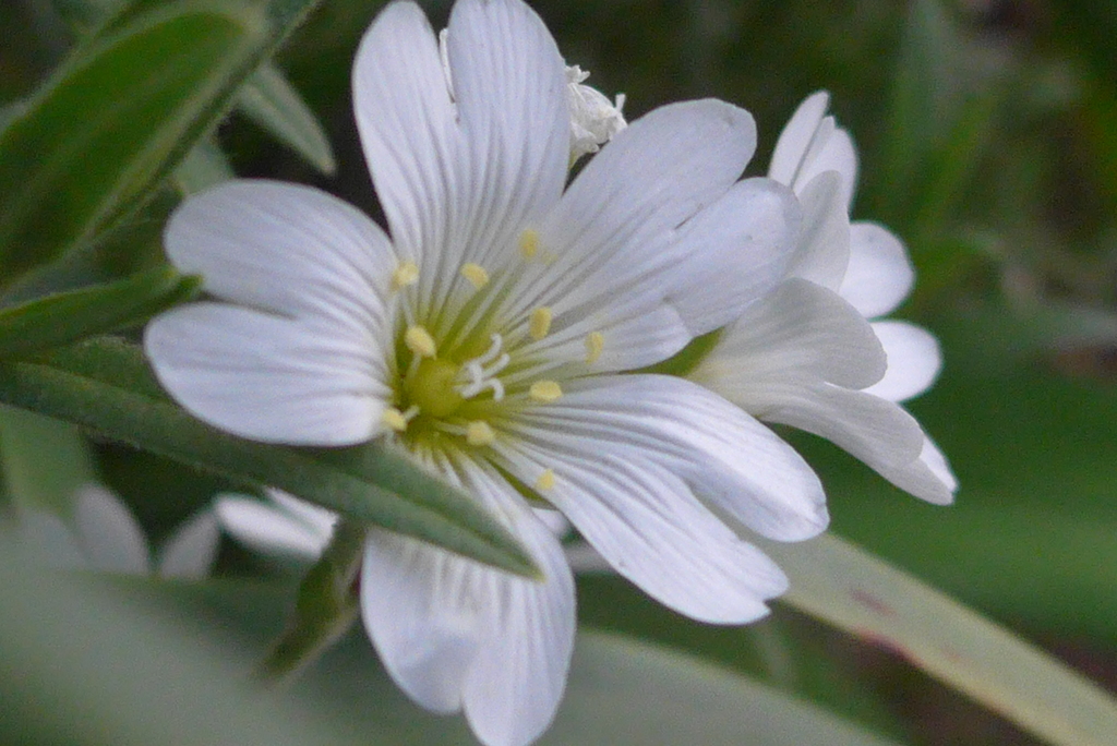 P1080425　かわいい花♪