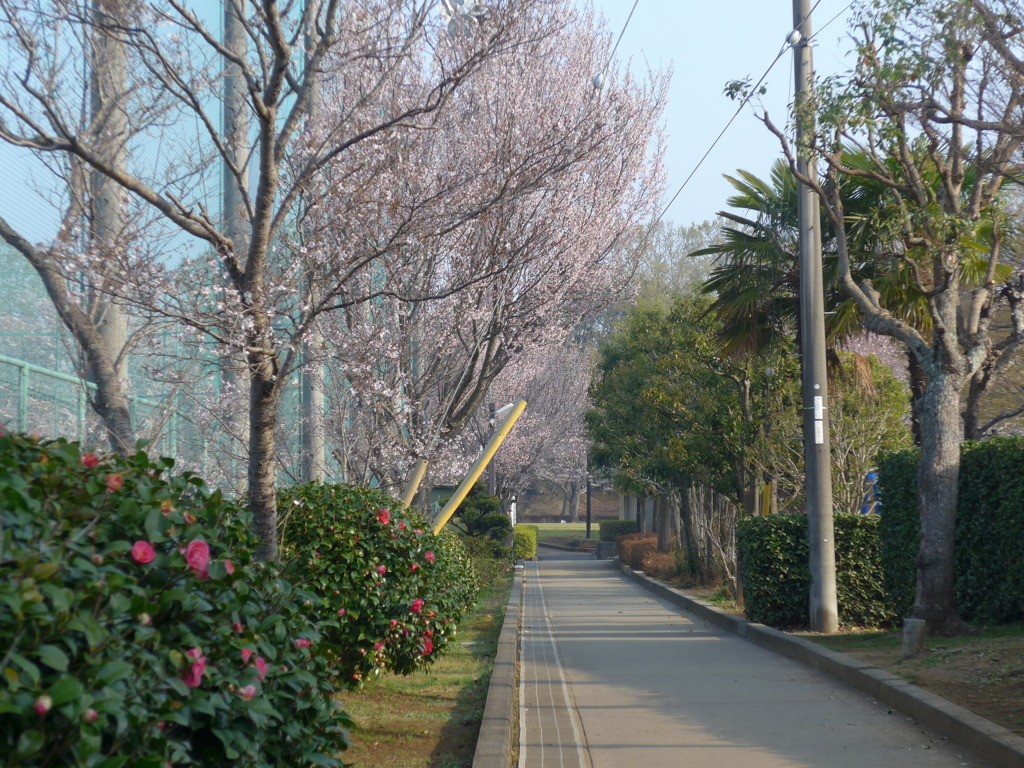 P1080046　桜と椿