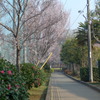 P1080046　桜と椿