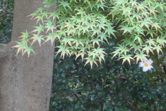 P1250427　モミジ
