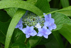 P1230477　みずみずしく