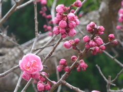 P1130851　遅咲き紅梅