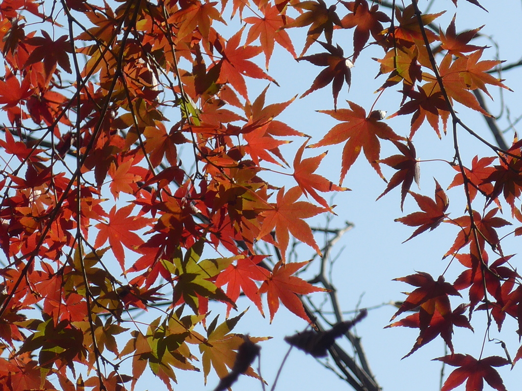 P1120858　楽寿園にて