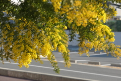 P1023369　友情（花言葉）