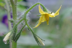 P1110682　トマトの花