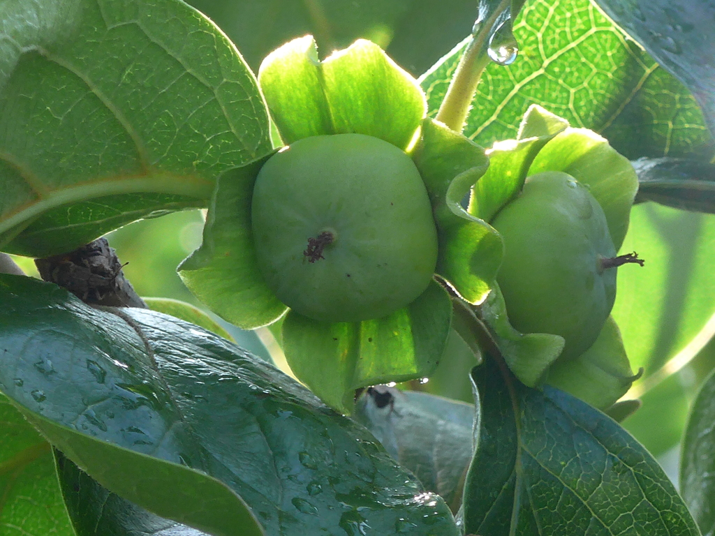 P1160699　柿のあかちゃん