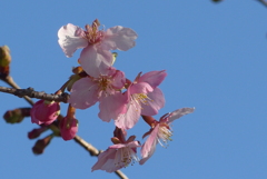 P1290310　河津桜