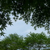 P1300242　シルエット