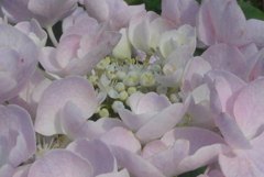 P1230892　ふんわりアジサイ