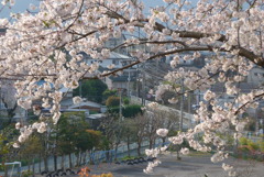 P1140566　桜咲く散歩道から
