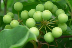 P1220424　かわいい実