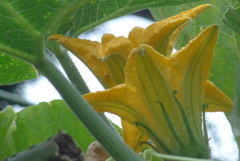 P1360436　カボチャの花